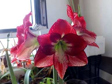 兰花朱顶红开花图片，朱顶红何时开花？