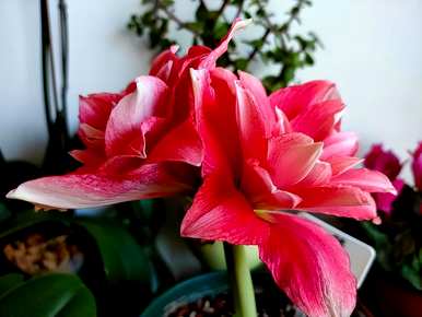 兰花朱顶红开花图片，朱顶红何时开花？