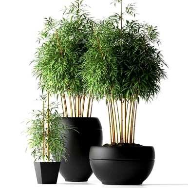 如何饲养室内盆栽竹子，适合北方室内盆栽竹子