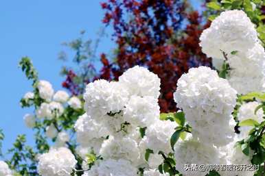 绣球花是什么意思？花语是什么意思？绣球花是什么意思？