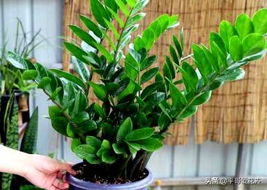 珍贵花卉有哪些品种，耐寒花卉大全及品种？