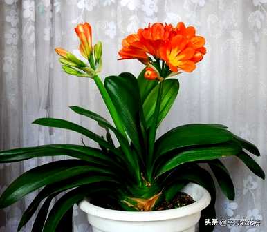 珍贵花卉有哪些品种，耐寒花卉大全及品种？