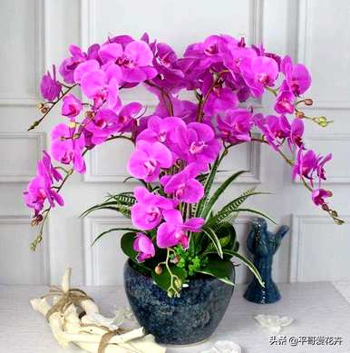 珍贵花卉有哪些品种，耐寒花卉大全及品种？