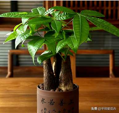 珍贵花卉有哪些品种，耐寒花卉大全及品种？