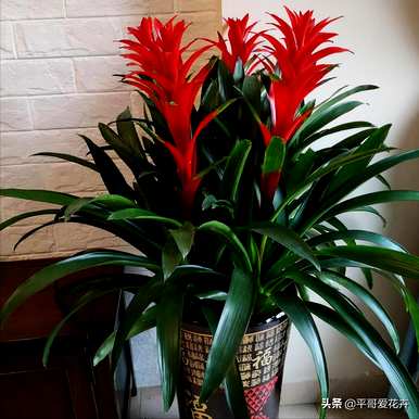 珍贵花卉有哪些品种，耐寒花卉大全及品种？