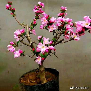 珍贵花卉有哪些品种，耐寒花卉大全及品种？