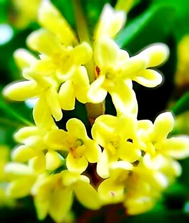 四季桂花结籽品种，四季桂花品种多少