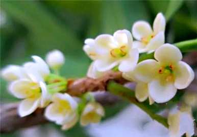 四季桂花结籽品种，四季桂花品种多少