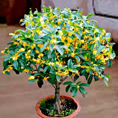 四季桂花结籽品种，四季桂花品种多少