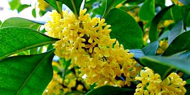 四季桂花结籽品种，四季桂花品种多少