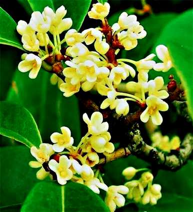 四季桂花结籽品种，四季桂花品种多少