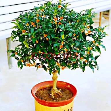 四季桂花结籽品种，四季桂花品种多少