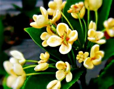 四季桂花结籽品种，四季桂花品种多少