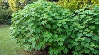 双瓣芙蓉花没有开花，芙蓉花是什么样子的？