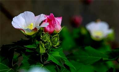 双瓣芙蓉花没有开花，芙蓉花是什么样子的？