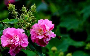 双瓣芙蓉花没有开花，芙蓉花是什么样子的？