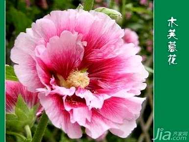 双瓣芙蓉花没有开花，芙蓉花是什么样子的？