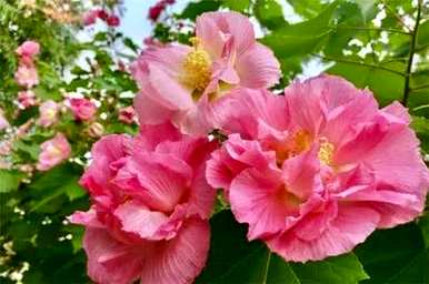 双瓣芙蓉花没有开花，芙蓉花是什么样子的？