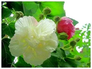 双瓣芙蓉花没有开花，芙蓉花是什么样子的？