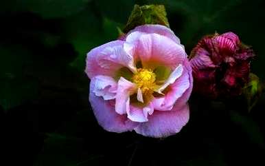 双瓣芙蓉花没有开花，芙蓉花是什么样子的？