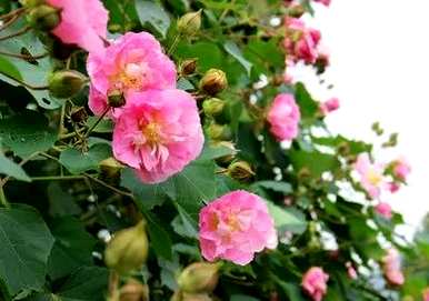 双瓣芙蓉花没有开花，芙蓉花是什么样子的？