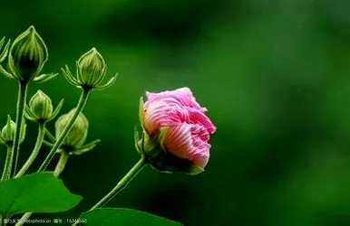 双瓣芙蓉花没有开花，芙蓉花是什么样子的？