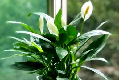 绿色植物一帆风顺养殖盆，一帆风顺绿色植物如何养殖