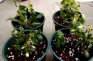 倒挂金钟花期老花蕾，倒挂金钟花期如何维护