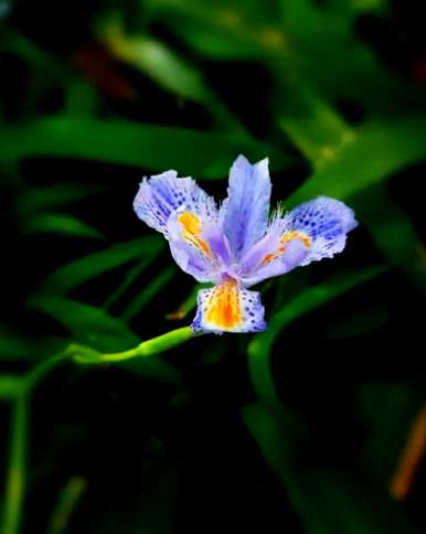 蝴蝶花怎么养花箭多，蝴蝶花怎么养？