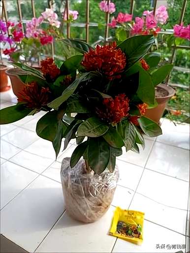 龙船花好养吗？怎么养？龙船花好养吗？