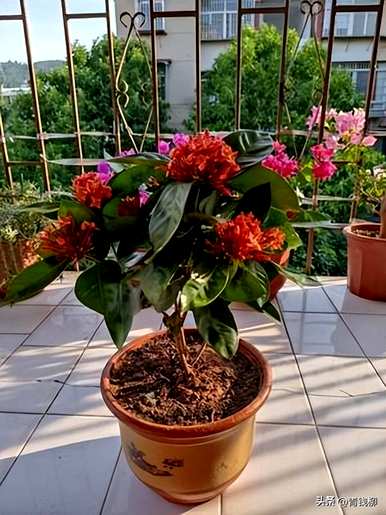 龙船花好养吗？怎么养？龙船花好养吗？