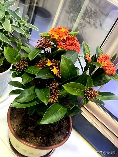 龙船花好养吗？怎么养？龙船花好养吗？