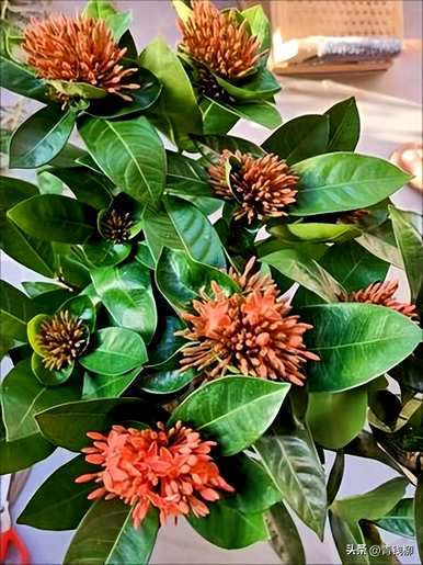 龙船花好养吗？怎么养？龙船花好养吗？