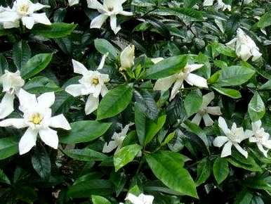 如何养大叶栀子花？