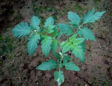 如何种植番茄，如何种植番茄，如何种植番茄
