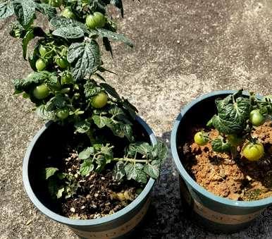 如何种植番茄，如何种植番茄，如何种植番茄