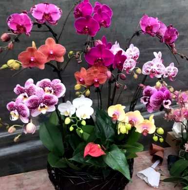 蝴蝶花的花语是什么？蝴蝶花的花语和象征