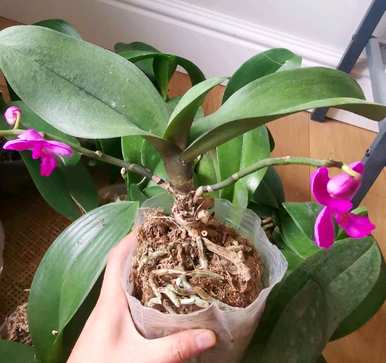 蝴蝶花的花语是什么？蝴蝶花的花语和象征