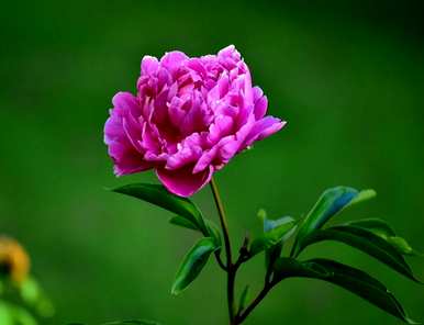 牡丹花的特点是什么，牡丹花的特点是什么？