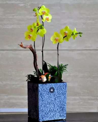 室内植物有哪些，室内植物有哪些？