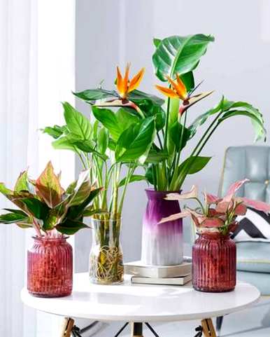 室内植物有哪些，室内植物有哪些？