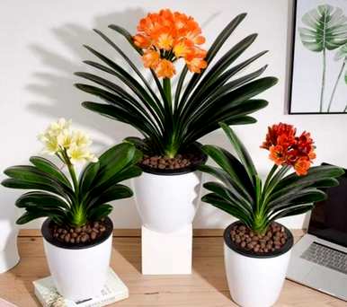 室内植物有哪些，室内植物有哪些？
