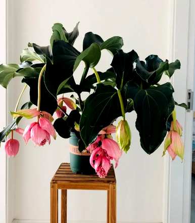 室内植物有哪些，室内植物有哪些？