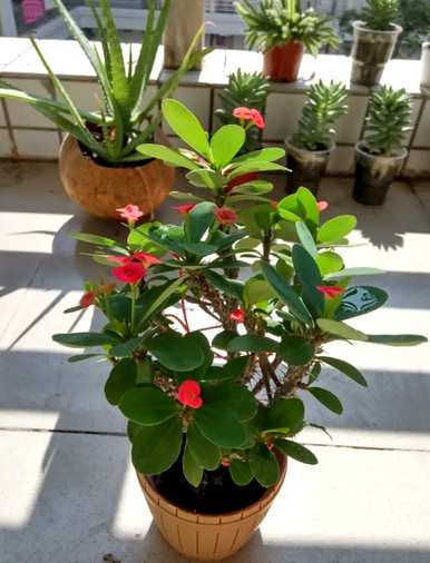 室内植物有哪些，室内植物有哪些？