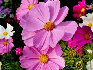 格桑花种子怎么种视频，格桑花种子怎么种？