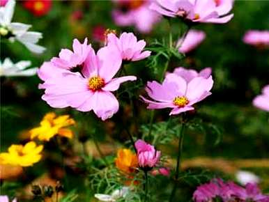 格桑花种子怎么种视频，格桑花种子怎么种？