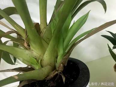 如何培育菠萝幼苗，如何培育菠萝幼苗
