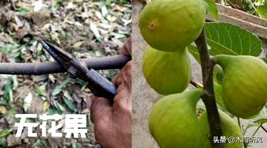 如何培育无花果树苗，如何培育无花果树苗