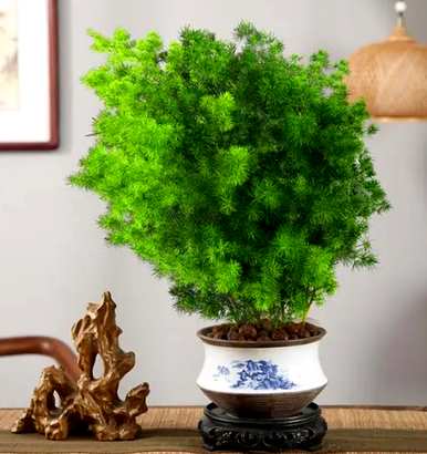 什么植物适合办公室，什么植物适合办公室
