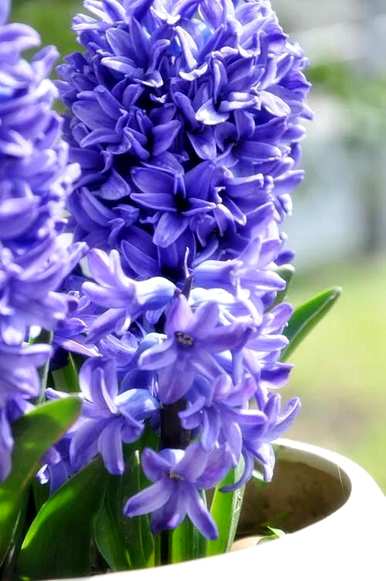 风信子花的寓意是什么？黄色风信子风水的寓意是什么？